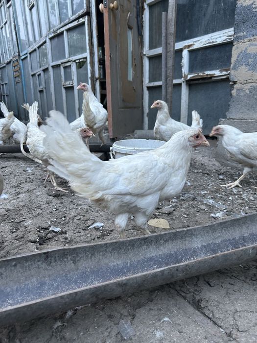 Продам кур несушек