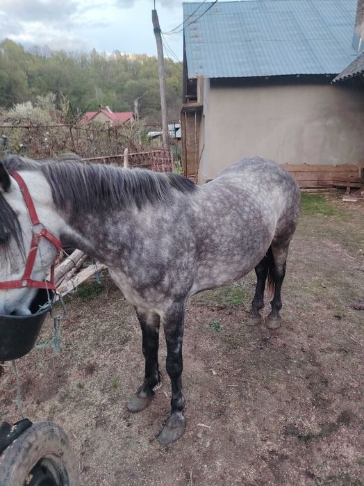 Iapă cu mânz de o săptămână și o mânză de un an de vânzare