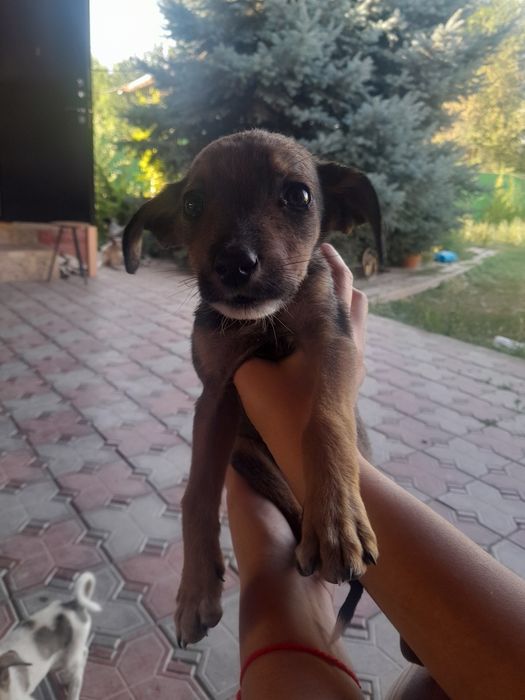 Отдам щенят бесплатно