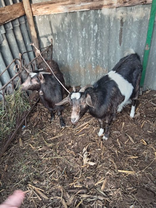 Vând /schimb cu oaie