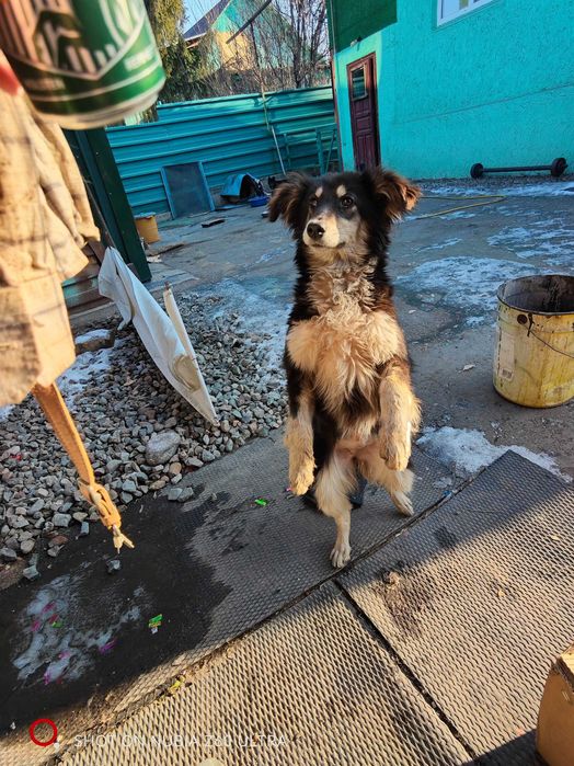 Отдам щенка в добрые руки