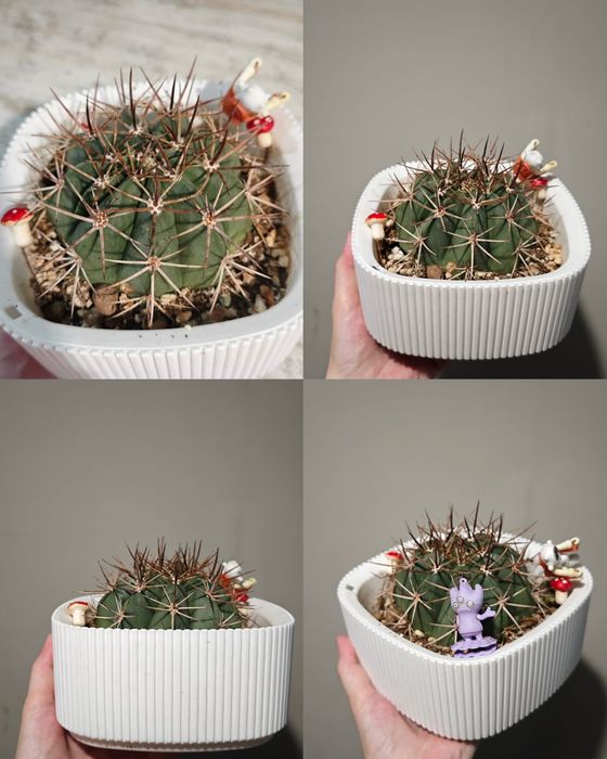 Сансеверия, кактус