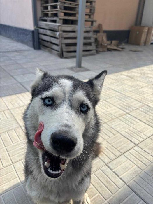 Хаски отдам в хорошую руку