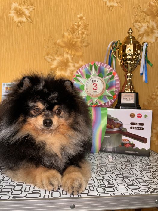 Немецкий шпиц вязка.