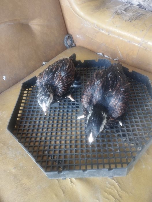 Pui combatant , wyandotte argintiu , australorp