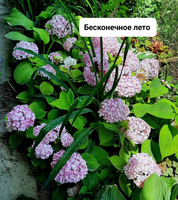 Крупнолистные  гортензии разных сортов.