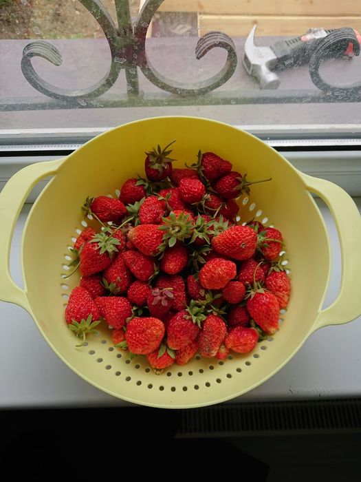 Продам саженцы клубники