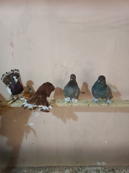 Продаются голуби