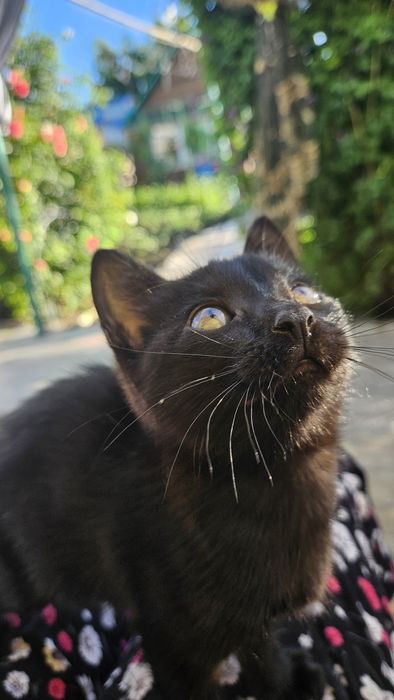 Котята бесплатно