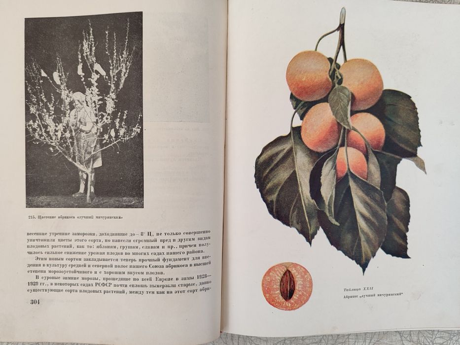 И.В. Мичурин. Гениальный генетик и селекционер.