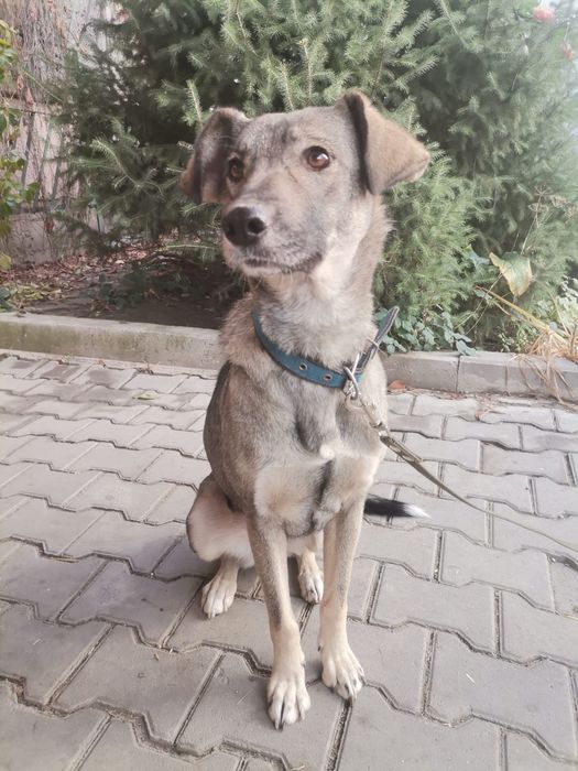 Собака ищет хозяев