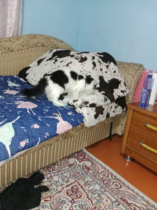 Котик 3 месяца ласковая девочка.