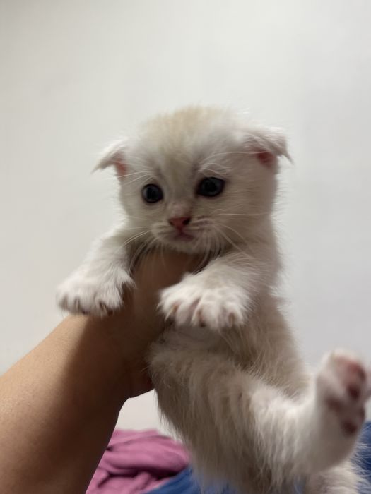 Котята шотландские