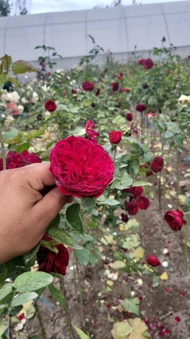 Штамповий розы саженцы