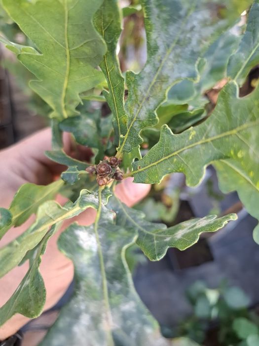 Колоновиден дъб в саксия