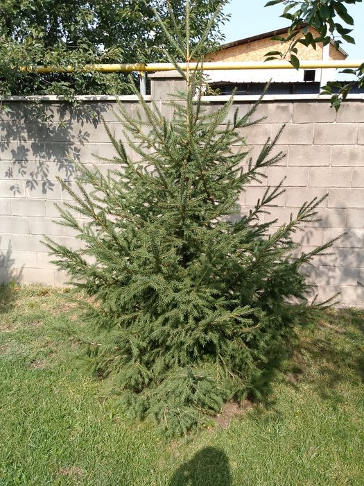 Ёлки 2,8 м и 2,5 м