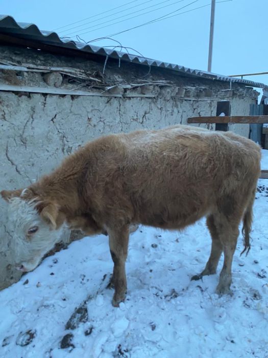 Продам , годовалый бычок.