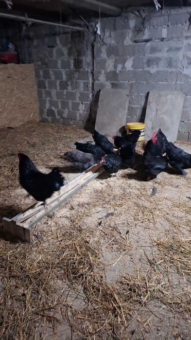 Vând ouă Australorp pentru