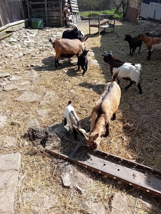 Мини декоративни козички