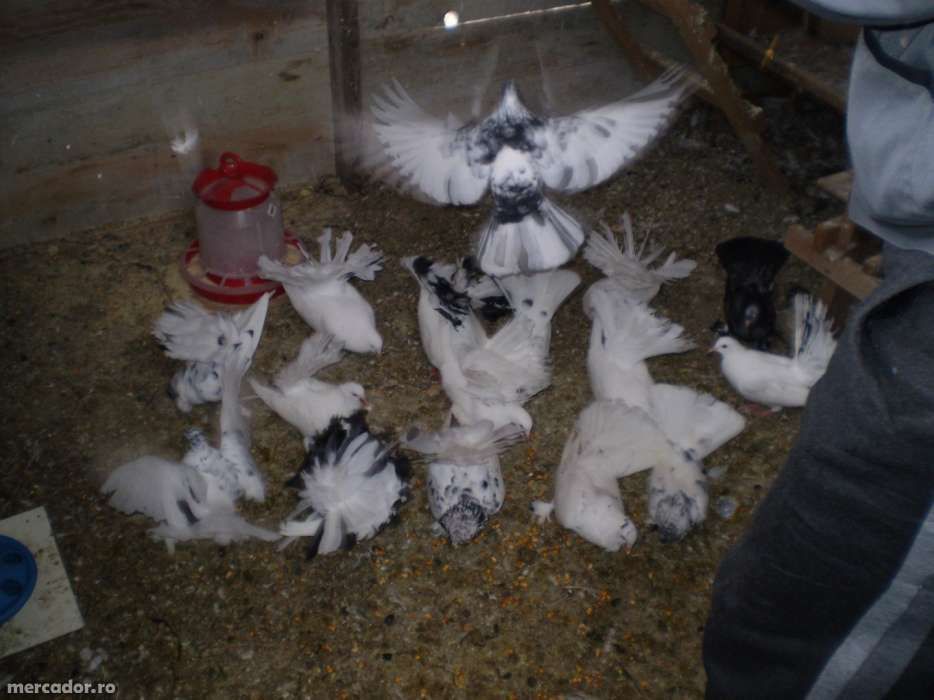 Porumbei Pavă / Încălţaţi frumoşi (