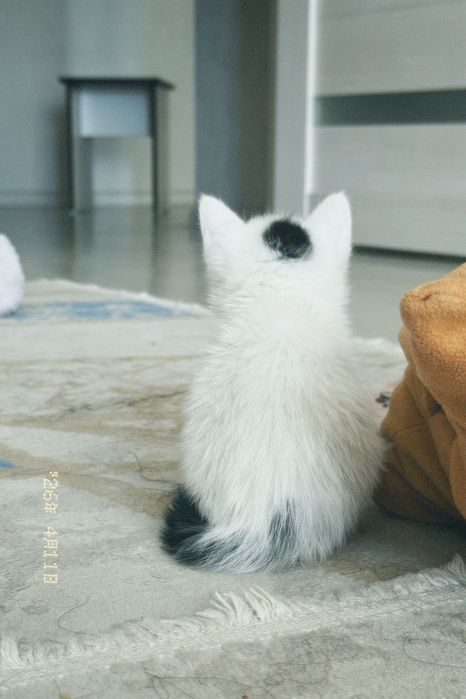 Отдам котенка бесплатно