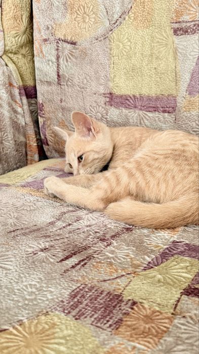 Котенок бесплатно