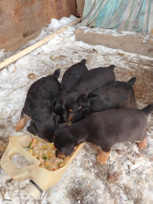 Продам щенят, породы ягтерьер.