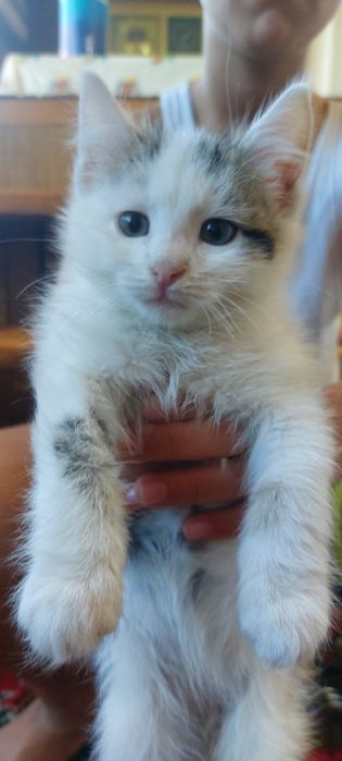 Регдолл американский