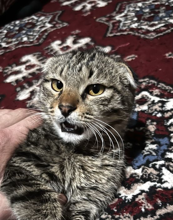 TIGER MUSHUK 300mng som