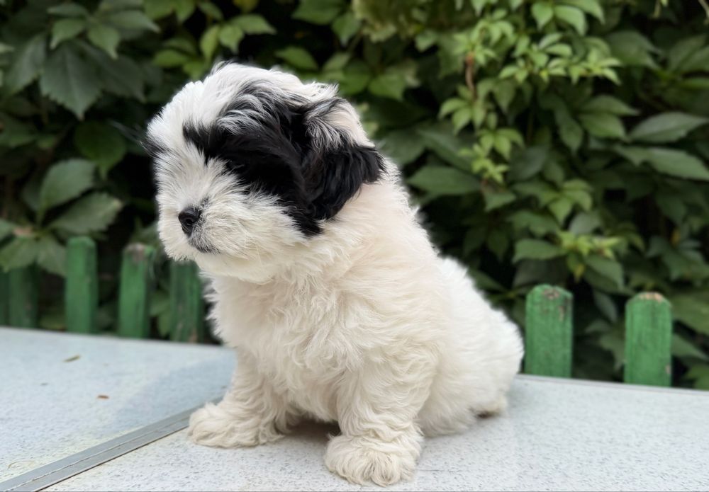 Shih Tzu femela!