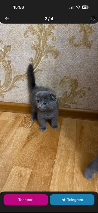 Scotish Fold кошка