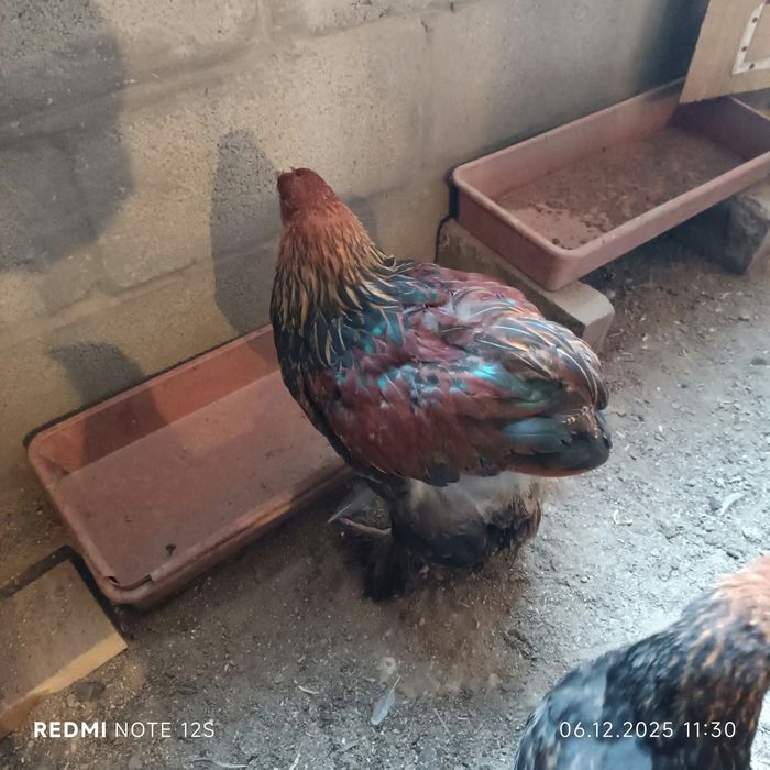 Петушки 3,4,12 месяцев