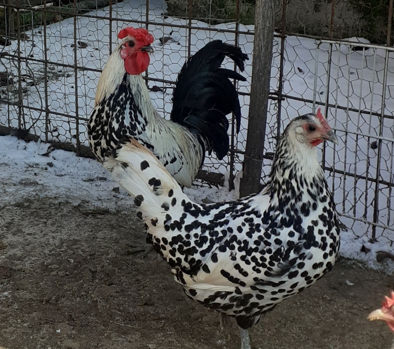 2perechi gaini tinere