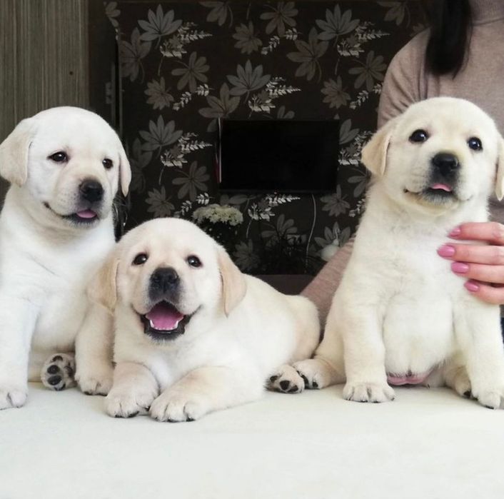 Щенки Лабрадораа-Ретривераа