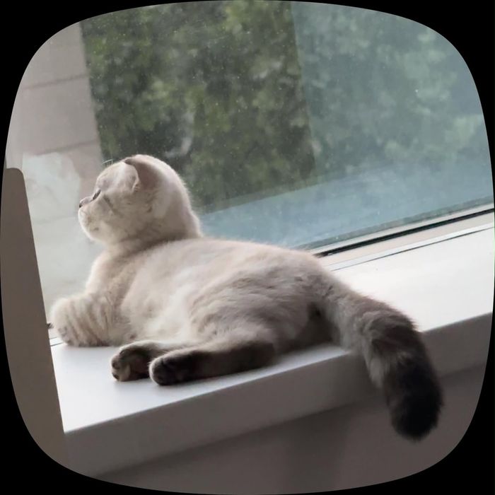 Кошка Шотладский висолухий