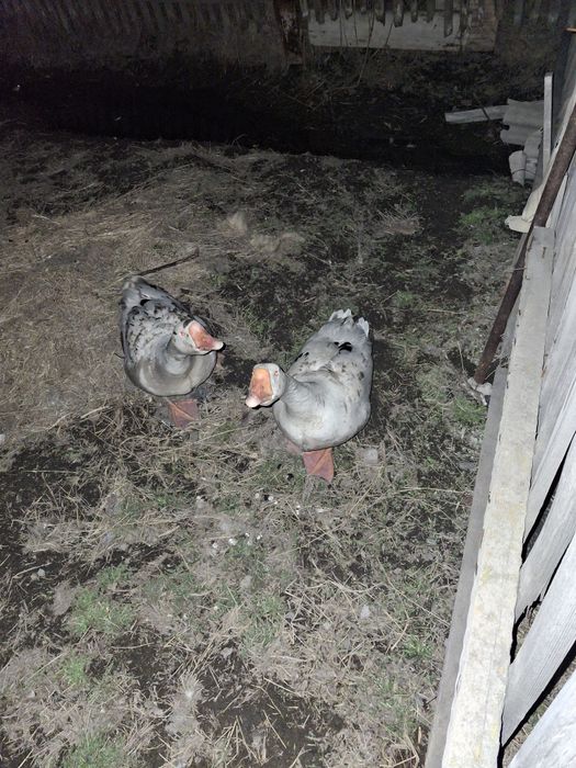 Продам 2 гусака-13.000.т