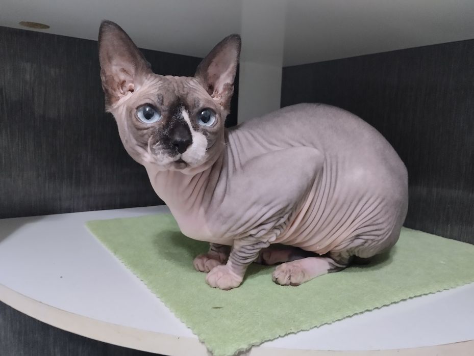 Канадский сфинкс вязка