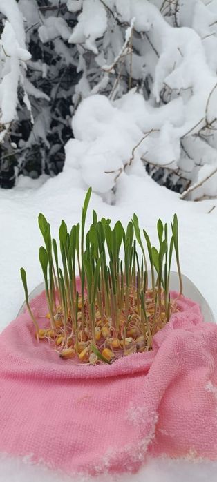 Семена кукурузы Канадский