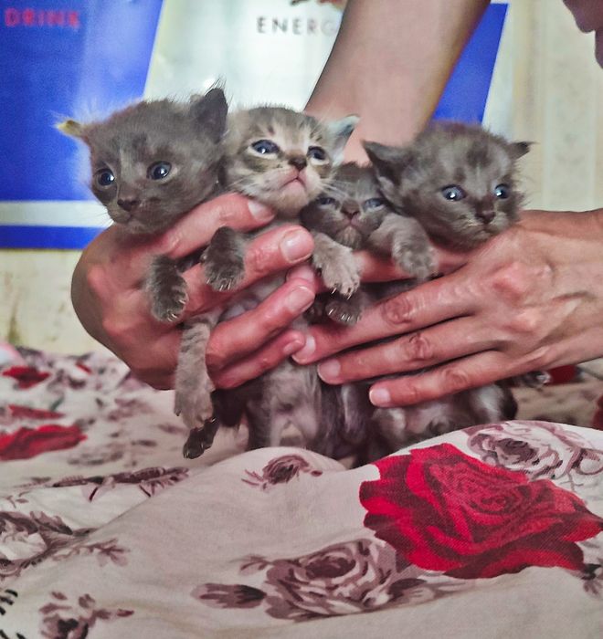 Котята игривые хорошие