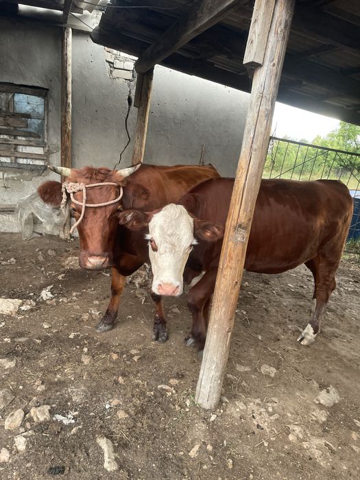 Продам 10 голов крс