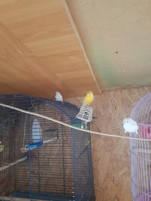 Canari timbrado foarte frumoși