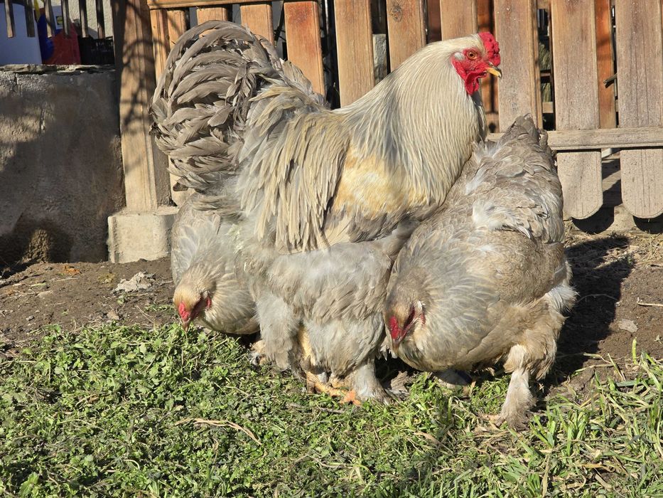 Продавам разплодни яйца от Брама Изабела [Brahma Isabella]