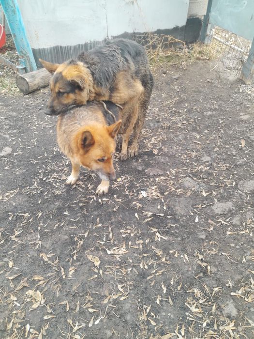 Продам две парочки