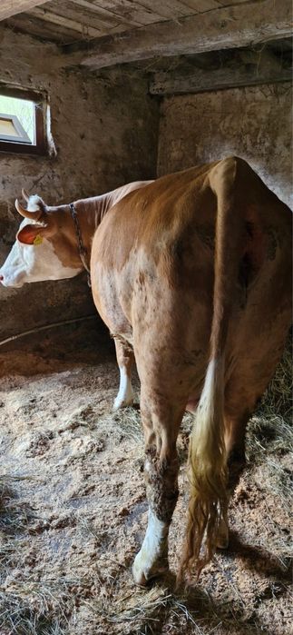 vand vaca la prima fatare