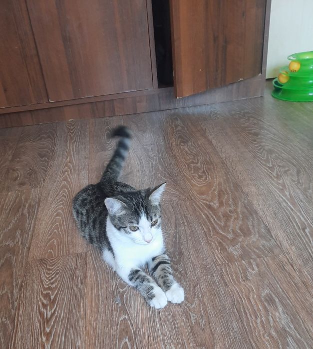 Котенок мальчик в добрую семью