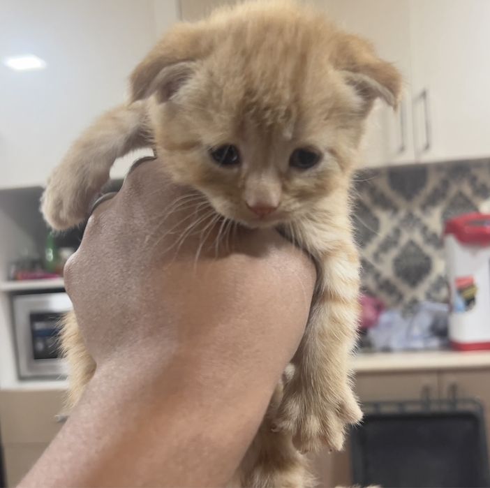 Mushuk skotish fold va skotish strayt