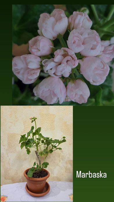 Тюльпановидные, розовидные и др. герани