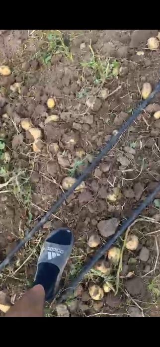 Картошка картофель