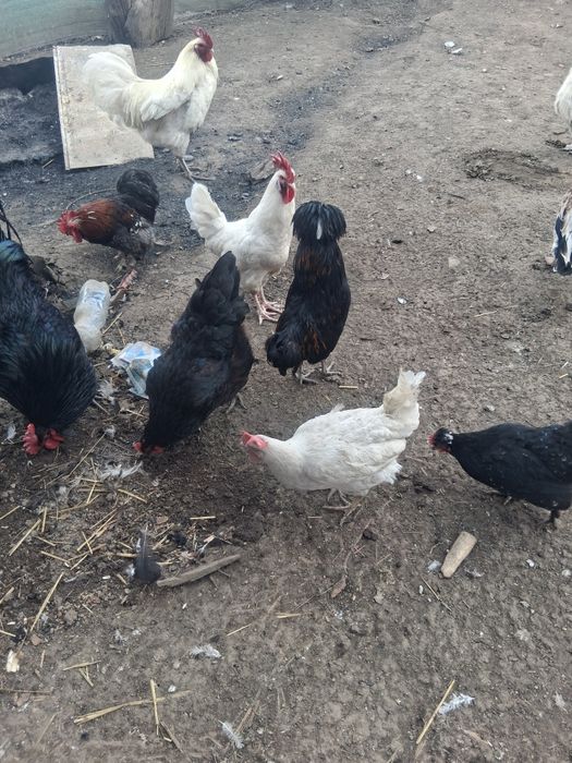 Vând cocoși de paduana si motata olandeza