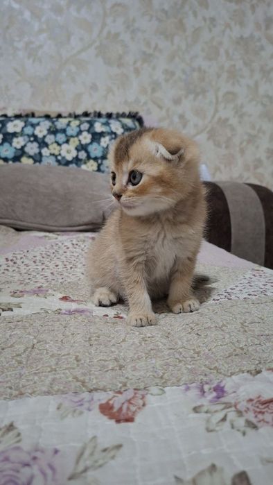 Котенок скоттиш фолд мальчик